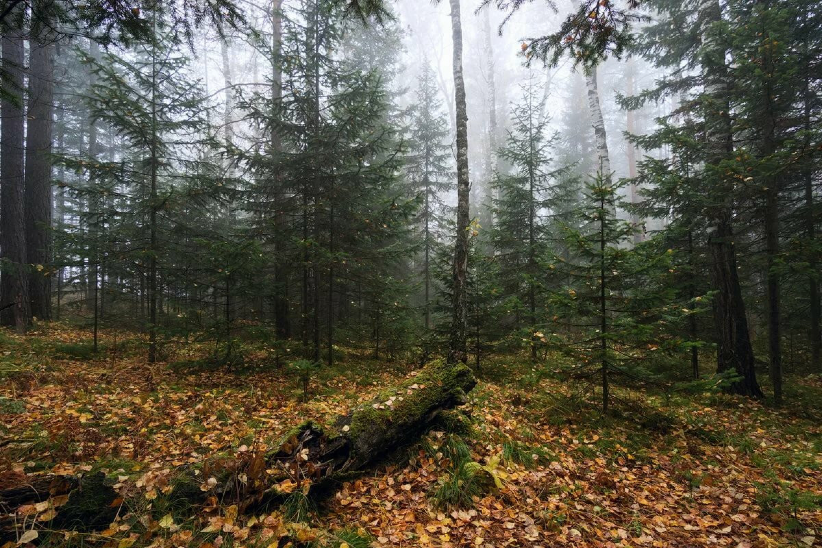 Ели в бору. Хвойный лес. Осень в еловом лесу. Осенний хвойный лес. Сосновый лес осенью.