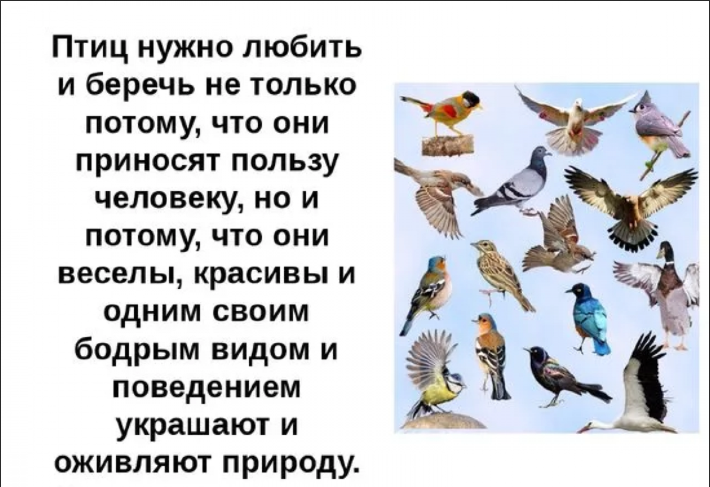 Птицы наши друзья. Пчитчы нашы друзя. Проект птицы наши друзья. Птицы для презентации.